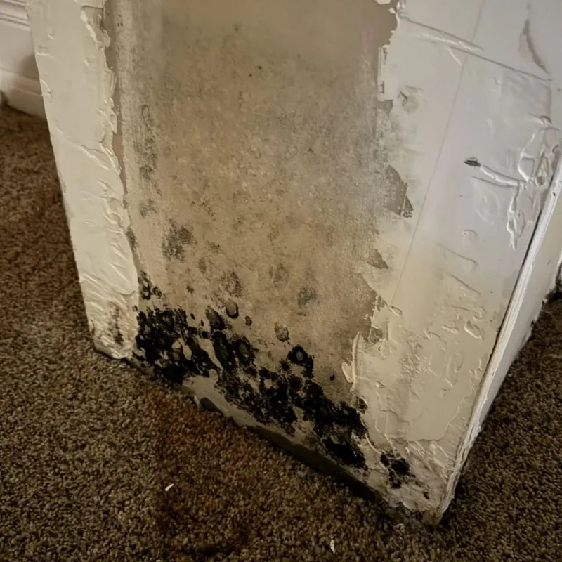 Professional Mold Removal in Centerville, IN